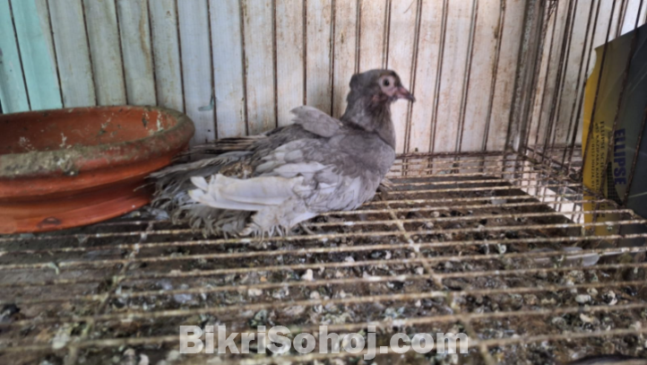 Lokkha Kobutor লক্ষ্যা কবুতর ১ টি বাচ্চা সহ